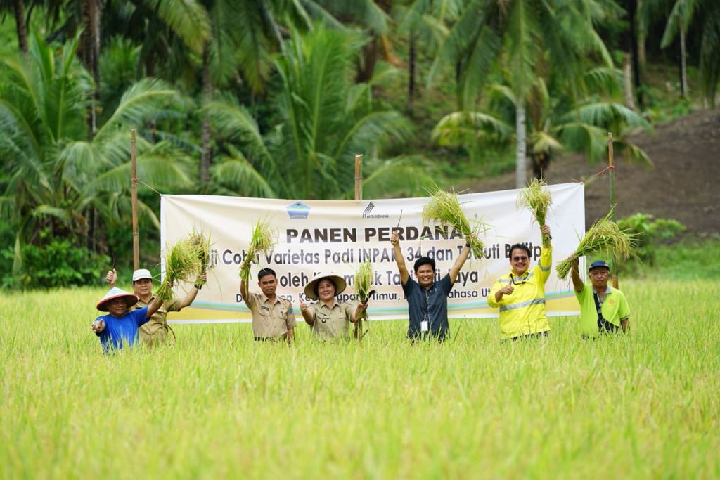 0417 Aksi CSR perusahaan tambang MSM-TTN berbuah panen padi varietas ‘inpati 34’ bagi petani Maen